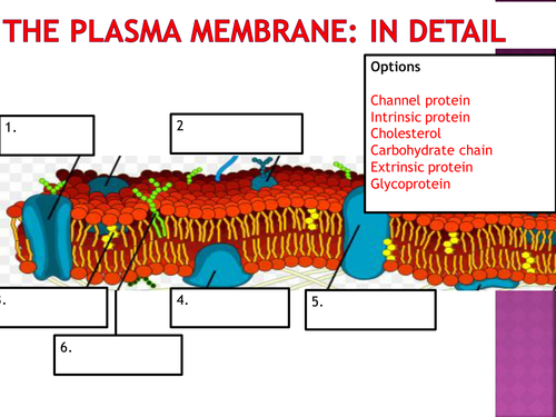 The cell membrane and cell transport