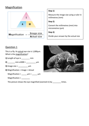 Biology Magnification Questions And Answers Pdf 50+ Pages Answer [725kb] - Updated 