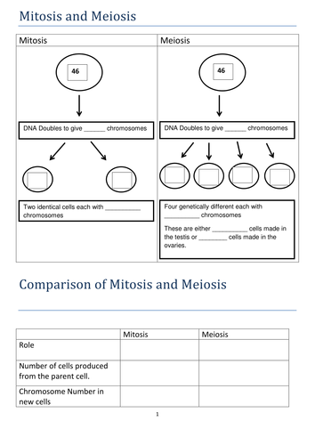 Mitosis and Meiosis comparison table by cmrcarr - UK Teaching Resources
