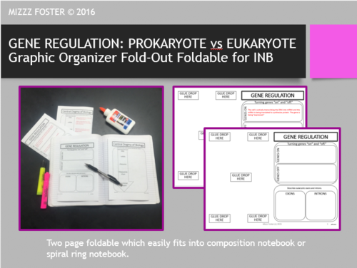 Gene Regulation: Prokayotic (Lac Operon) vs Eukaryotic Graphic Organizer