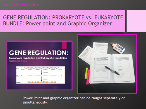 Gene Regulation (Prokaryotic and Eukaryotic) Bundle: Power point and Foldable