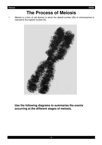 BioA_3.4.3 Meiosis - Workbook & Answers