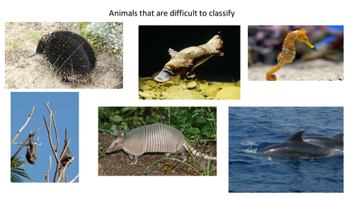 Animals that are difficult to classify