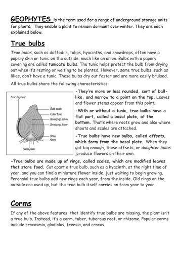 Bulbs, Corms, Tubers, Rhizomes, Seeds and Spores
