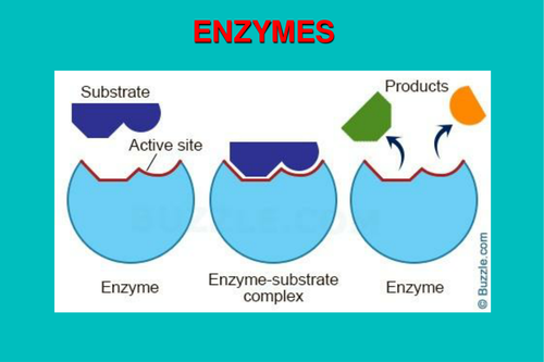 Enzymes and Enzyme technology for A Level Biology and similar courses