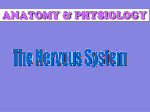 The anatomy of the nervous system and hormones for A Level Biology