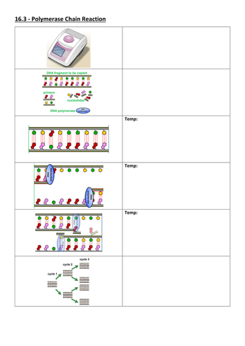 Polymerase Chain Reaction (PCR) AQA A Level