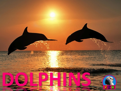 Dolphins - Powerpoint & Activities