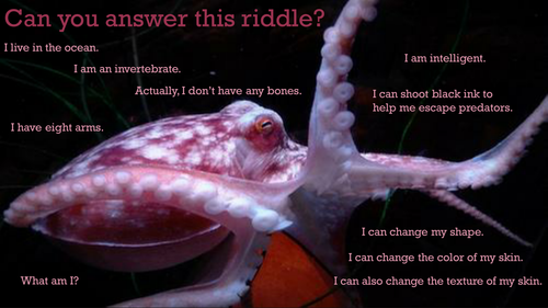 Octopus Powerpoint Activities Teaching Resources