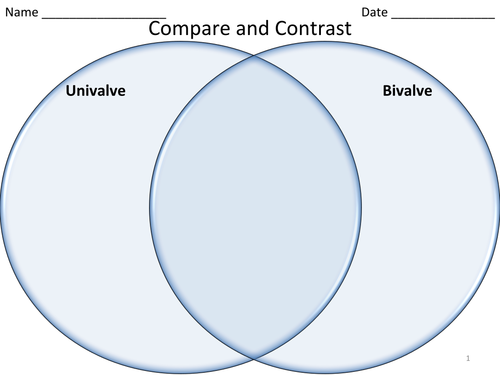 Shells and Mollusks - Powerpoint & Activities