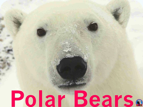 Polar Bears - Powerpoint & Activities