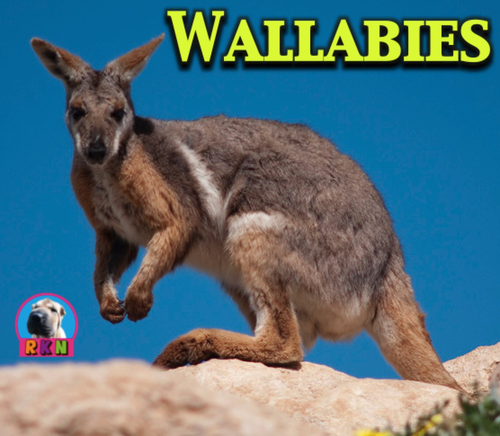 Wallabies - Powerpoint & Activities