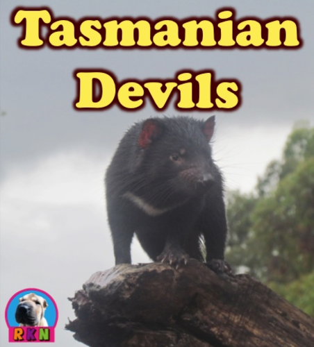 Tasmanian Devils - Powerpoint & Activities
