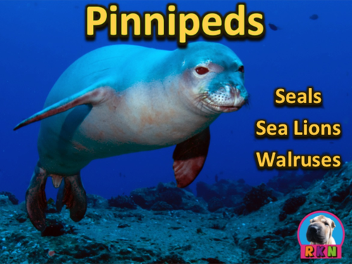 Seals, Sea Lions, and Walruses: Pinnipeds Powerpoint & Activities