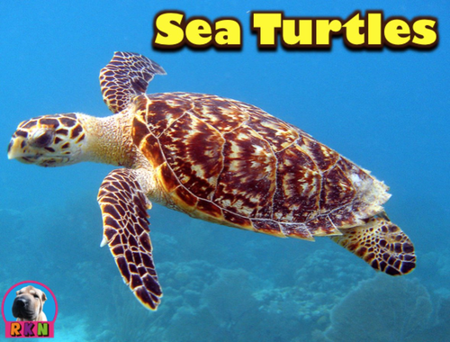 Sea Turtles - Powerpoint & Activities