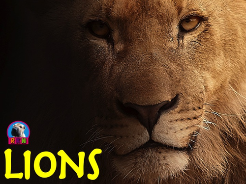 Lions  - PowerPoint & Activities