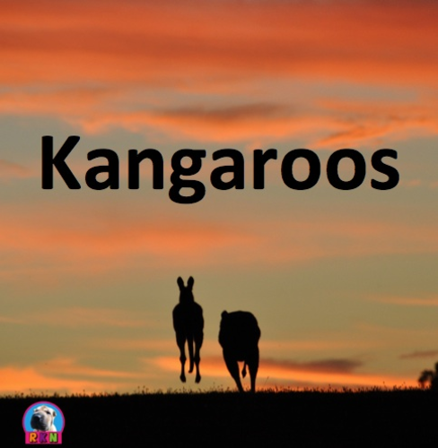 Kangaroos - PowerPoint & Activities