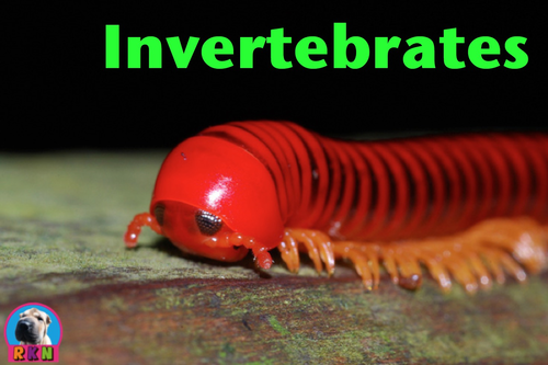 Invertebrates - PowerPoint & Activities