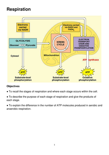 Respiration Revision for A Level Biology