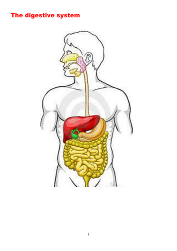 digestive system no labels for kids