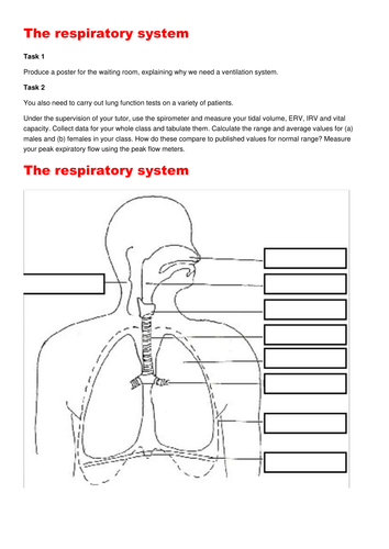 The Respiratory System; suitable for GCSE, A Level, BTEC ... digestive diagram worksheet answers 