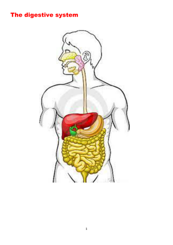 digestive system a level biology