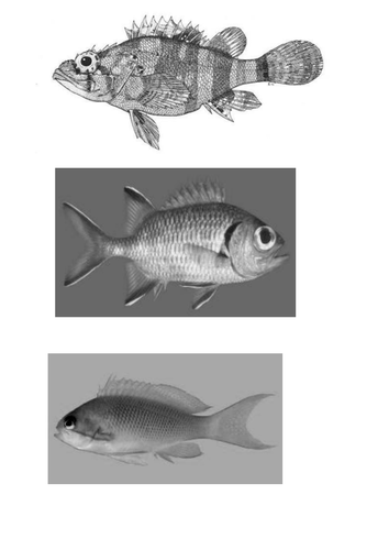 Fish Scheme of Work