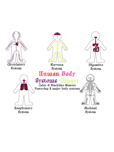 Human Body Systems Clipart