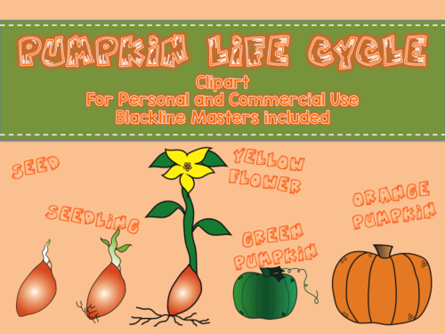 Pumpkin Life Cycle Clipart