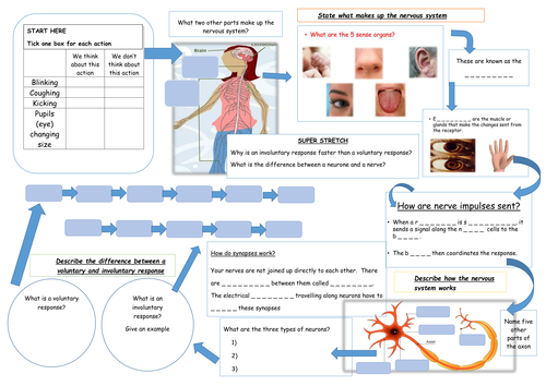 AQA B1.2 NERVOUS SYSTEM, HORMONES AND FERTILITY MIND MAT