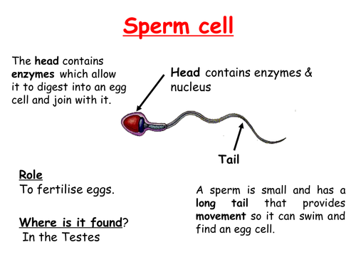 label animal cell a worksheet Specialised cell Teaching masurab worksheets by