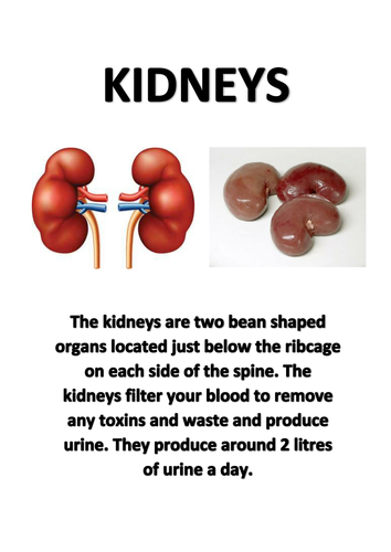 Description and images of major organs | Teaching Resources