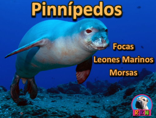 Focas, Leones Marinos, Y Morsas: Los Pinnípedos - PowerPoint