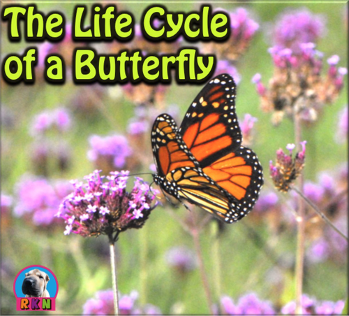 The Life Cycle of a Butterfly - PowerPoint