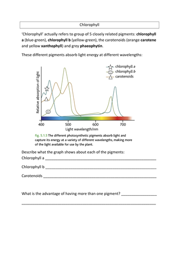 Chloropyhll chromatography