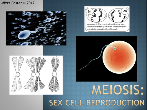 Meiosis  Power Point 