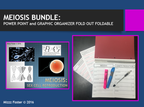 Meiosis Bundle: Power Point and Graphic Organizer for INB