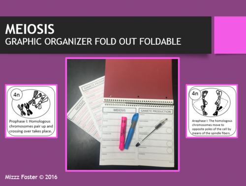Meiosis Gamete Reproduction Graphic Organizer Fold-out Foldable