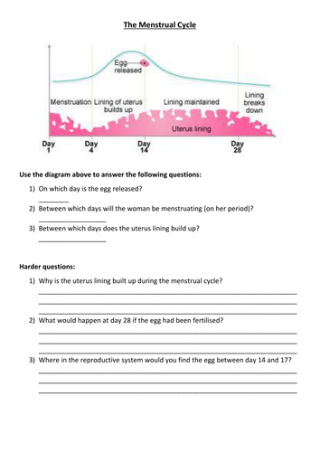menstrual-cycle-worksheet-for-year-7-teaching-resources