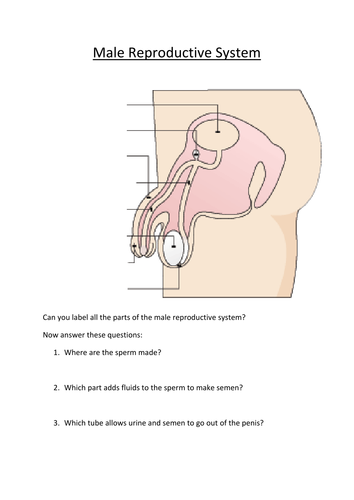 Male And Female Reproductive Systems Labelling Worksheet Teaching Resources