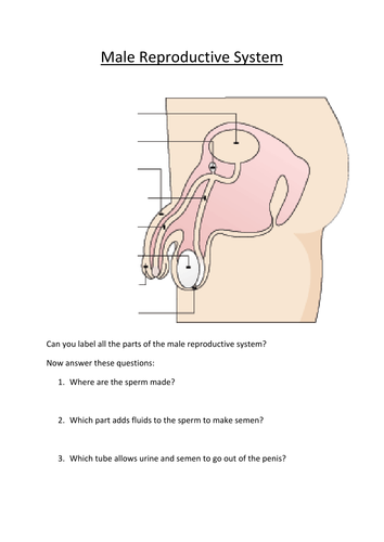 Male and Female Reproductive Systems Labelling Worksheet