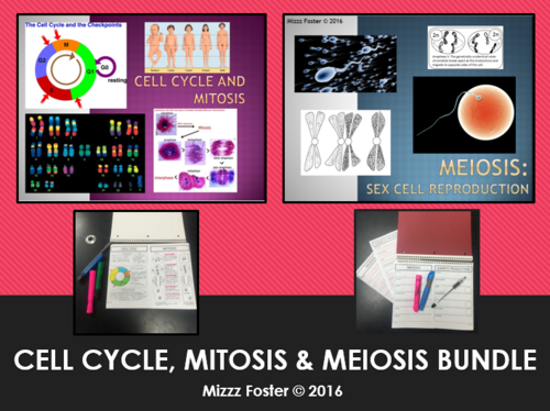 Cell Cycle, Mitosis & Meiosis Big Bundle: 2 ppt and 2 graphic organizers