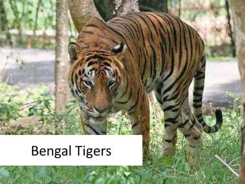 Reading Comprehension - Bengal Tigers