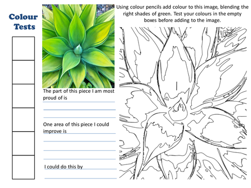 Cactus/Succulent Colouring Sheet with Evaluation