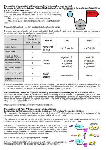 Nucleotides and nucleic acids