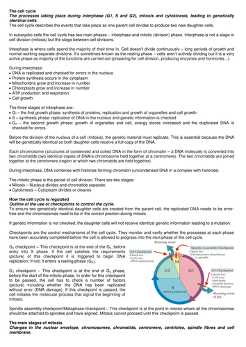 Cell division, cell diversity and cellular organisation 