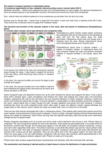 Transport in plants