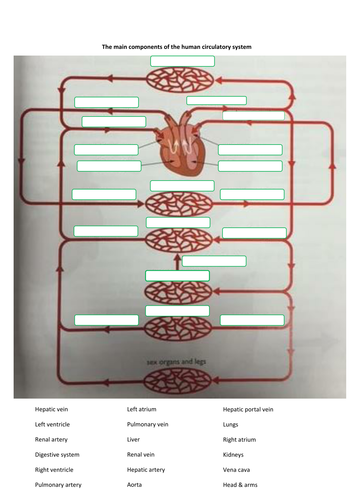 Components of the human circulatory system - diagram to ...
