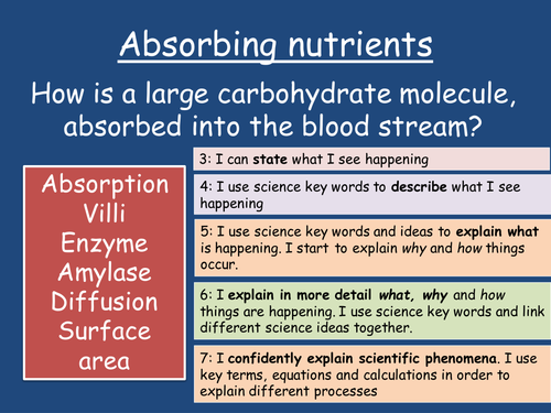 Enzymes and Absorption - Carbohydrate breakdown assessed question 