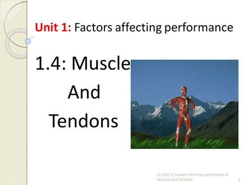 IGCSE PE 1.4 Muscles and Tendons